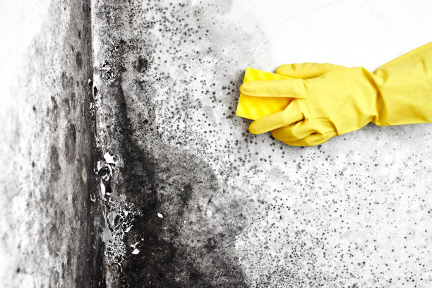 Best Fast Mold Removal  in Mansfield, MO