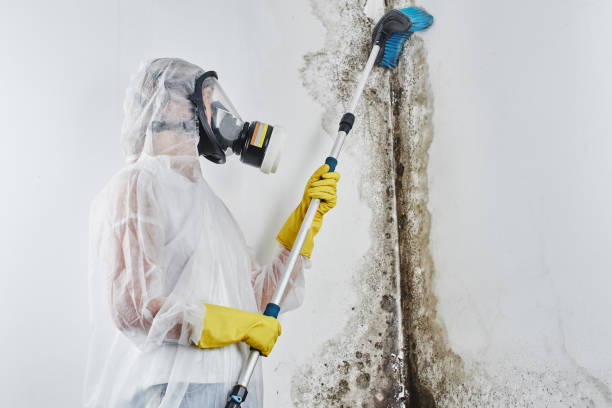 Best Certified Mold Removal  in Mansfield, MO