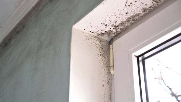 Best Mold Damage Repair  in Mansfield, MO