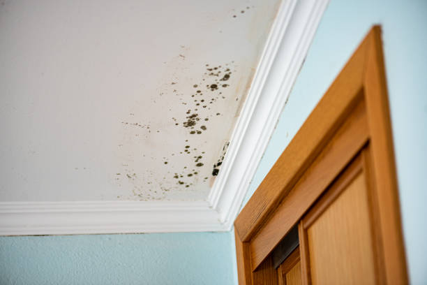 Best Black Mold Removal  in Mansfield, MO
